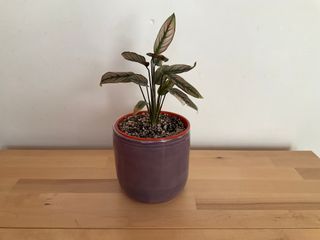 A purple planter, with an indented stripe around the top and a white inside.