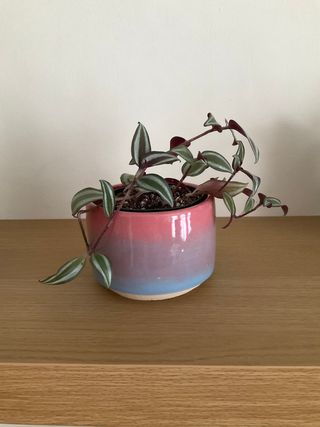 Cylinder planter glazed in a gradient from light blue to pink continuing to a pink inside.